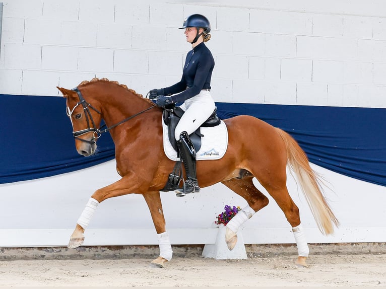 Poney de selle allemand Hongre 9 Ans 153 cm Alezan in Marsberg