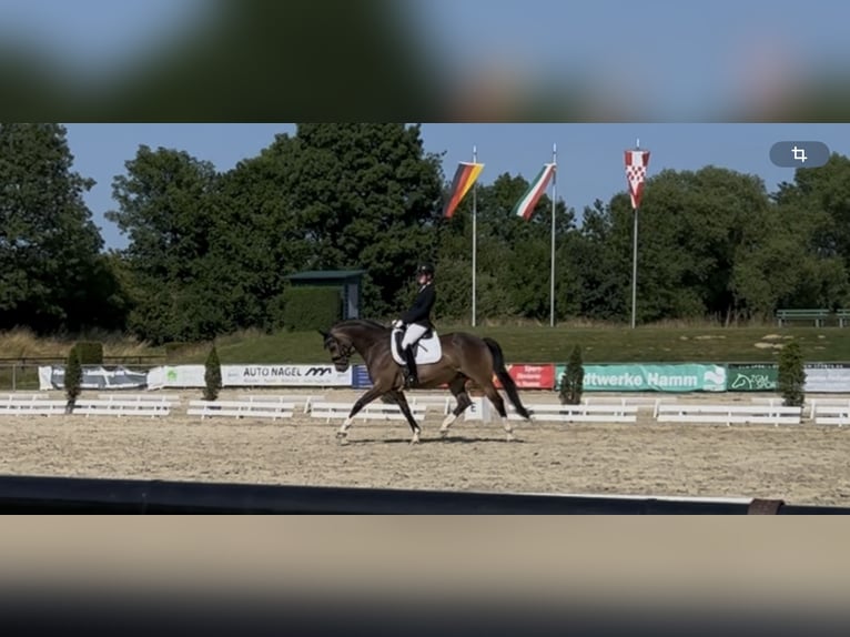 Poney de selle allemand Hongre 9 Ans 153 cm Buckskin in Ense