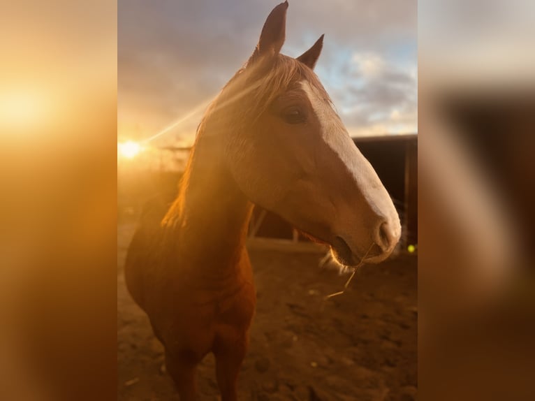 Poney de selle allemand Hongre 9 Ans 154 cm Alezan in Biedenkopf