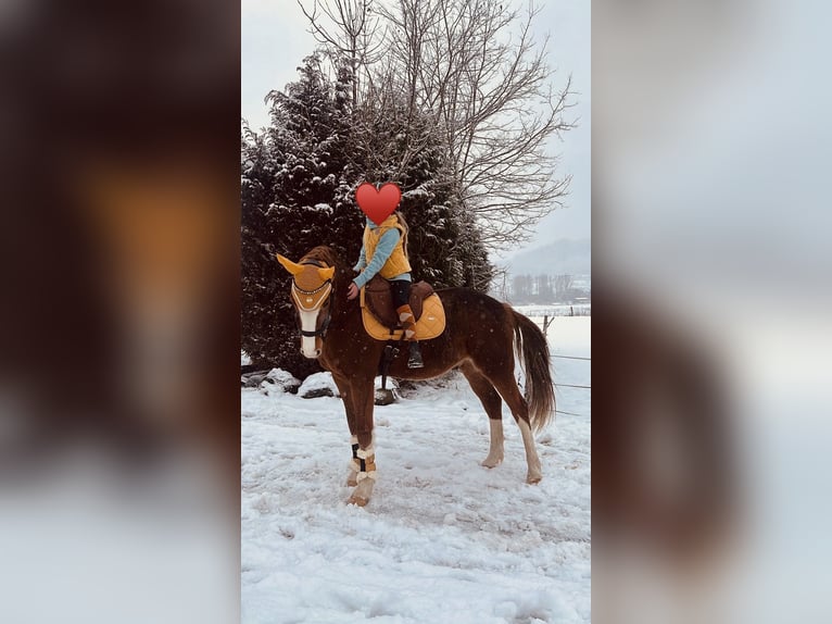 Poney de selle allemand Hongre 9 Ans 154 cm Alezan in Biedenkopf