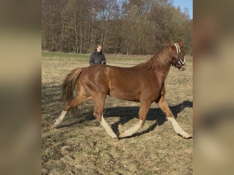 Poney de selle allemand Hongre 9 Ans 154 cm Alezan in Biedenkopf
