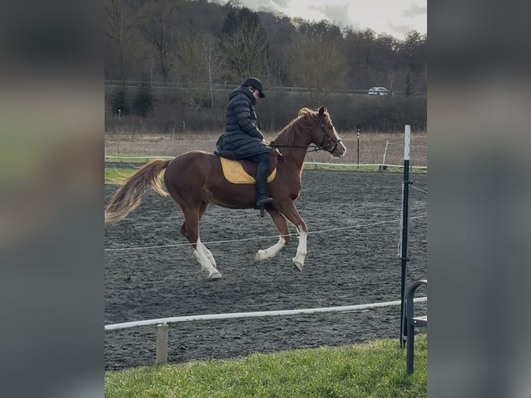Poney de selle allemand Hongre 9 Ans 154 cm Alezan in Biedenkopf