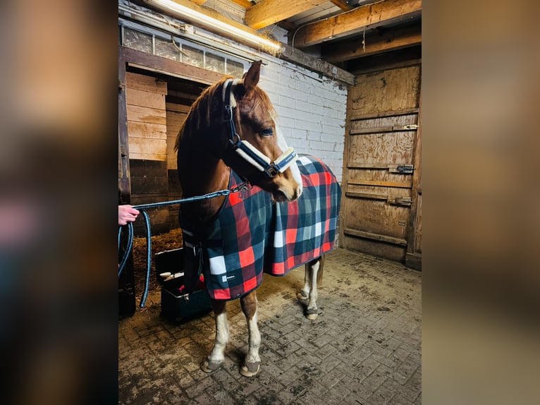 Poney de selle allemand Hongre 9 Ans 154 cm Alezan in Biedenkopf