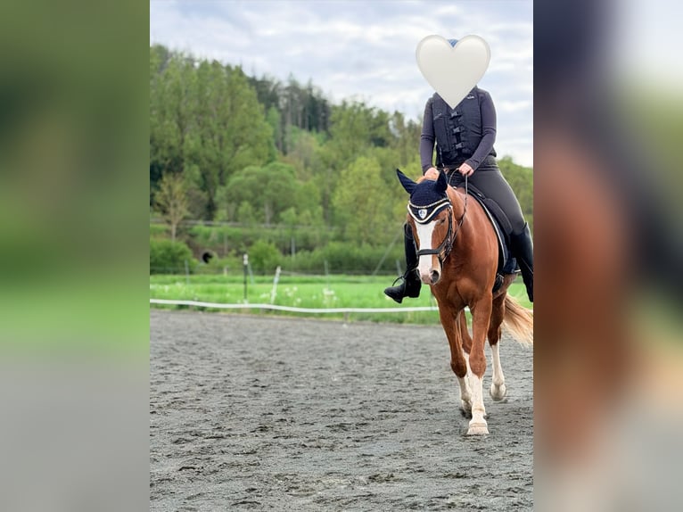 Poney de selle allemand Hongre 9 Ans 154 cm Alezan in Biedenkopf