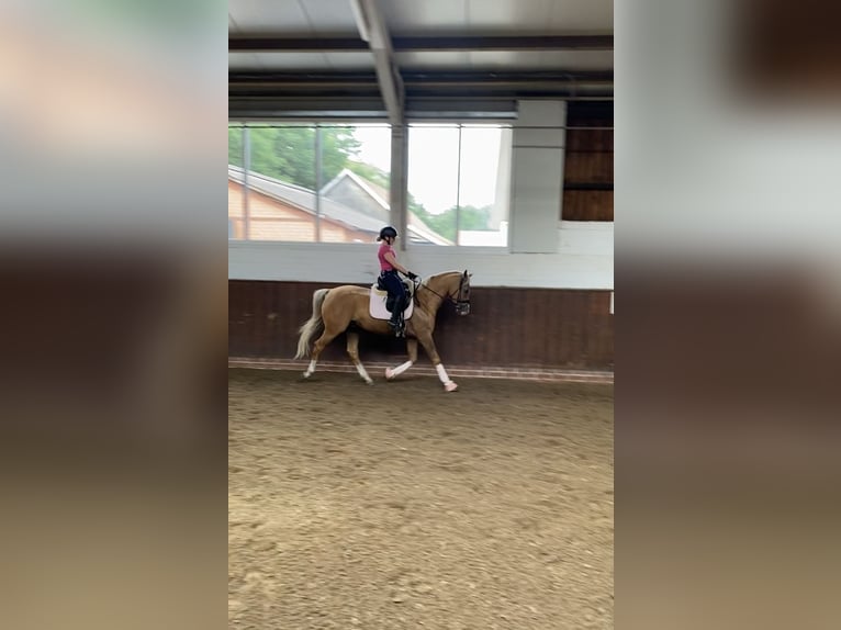 Poney de selle allemand Hongre 9 Ans 161 cm Palomino in Bakum