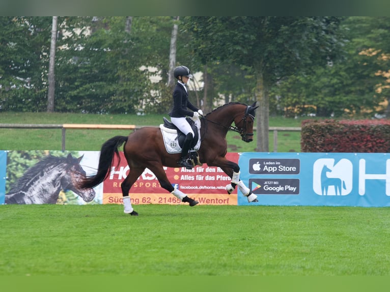 Poney de selle allemand Hongre 9 Ans Bai in Brekendorf