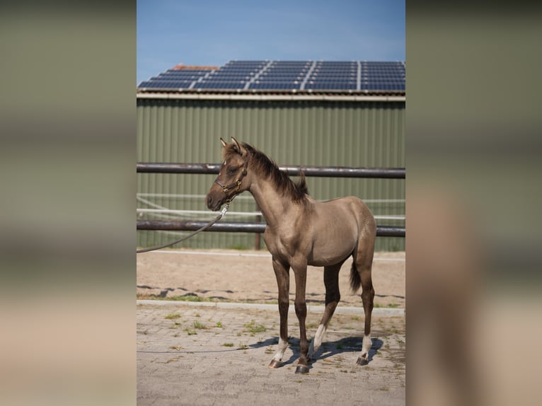 Poney de selle allemand Hongre Poulain (05/2024) Buckskin in Westerstede