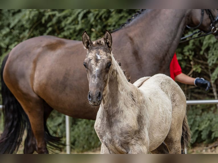 Poney de selle allemand Hongre Poulain (05/2024) Buckskin in Westerstede