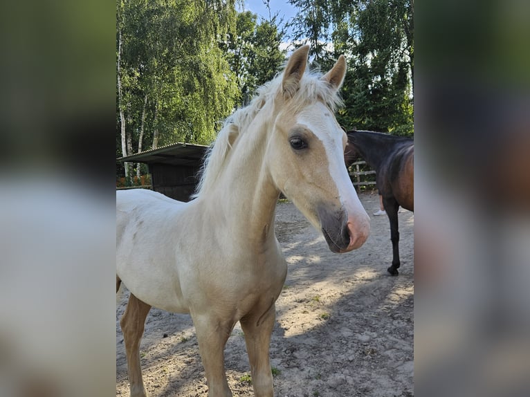 Poney de selle allemand Hongre Poulain (05/2025) Palomino in Bruchhausen-Vilsen Poney de selle allemand Hongre Poulain (05/2025) Palomino in Bruchhausen-Vilsen