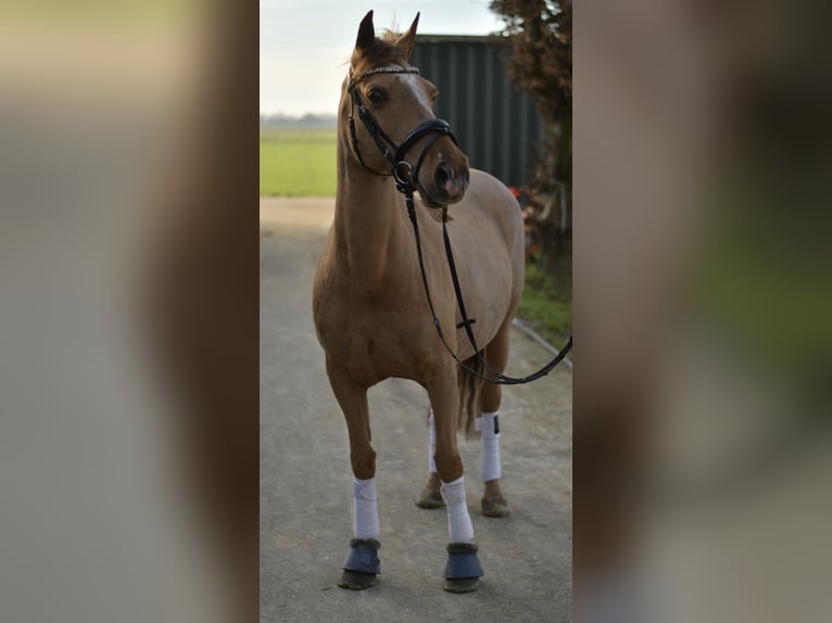 Poney de selle allemand Jument 10 Ans 140 cm Alezan in Geilenkirchen