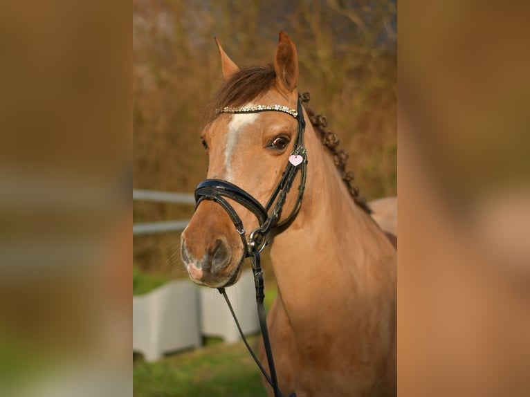 Poney de selle allemand Jument 10 Ans 140 cm Alezan in Geilenkirchen