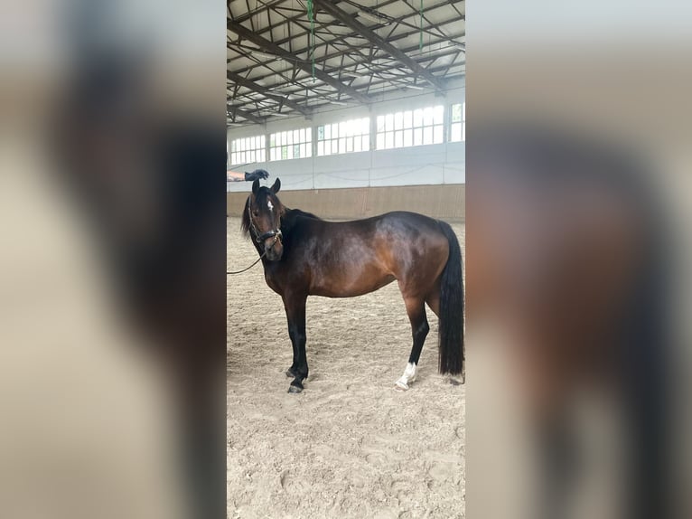 Poney de selle allemand Jument 10 Ans 140 cm Bai in Burgstädt