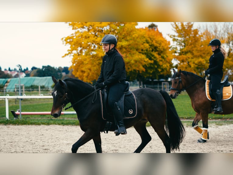 Poney de selle allemand Jument 10 Ans 140 cm Bai in Burgstädt