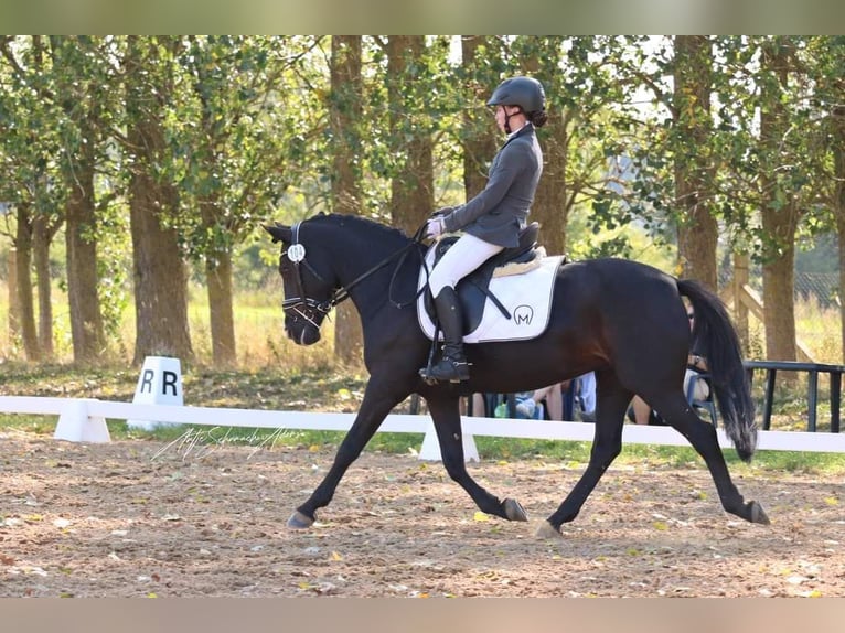 Poney de selle allemand Jument 10 Ans 142 cm Noir in Tessin