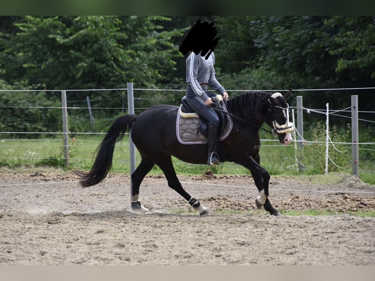 Poney de selle allemand Croisé Jument 10 Ans 143 cm Noir in Münster