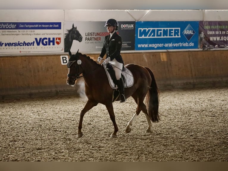 Poney de selle allemand Jument 10 Ans 144 cm Alezan brûlé in Wendeburg