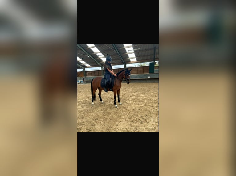 Poney de selle allemand Jument 10 Ans 144 cm Bai in Weimar