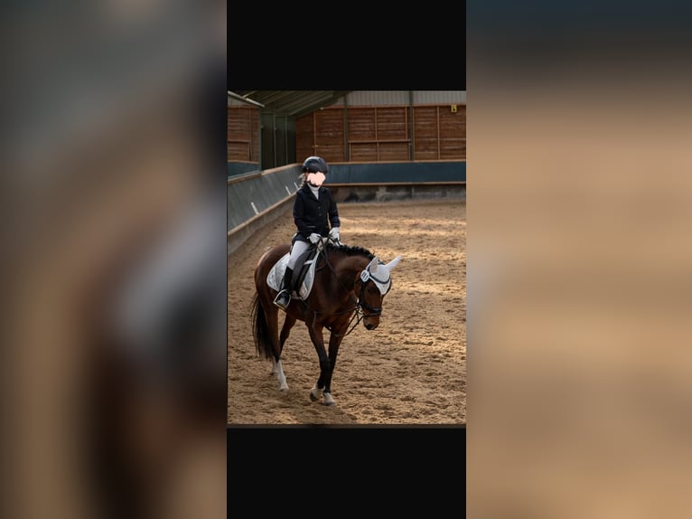 Poney de selle allemand Jument 10 Ans 144 cm Bai in Weimar