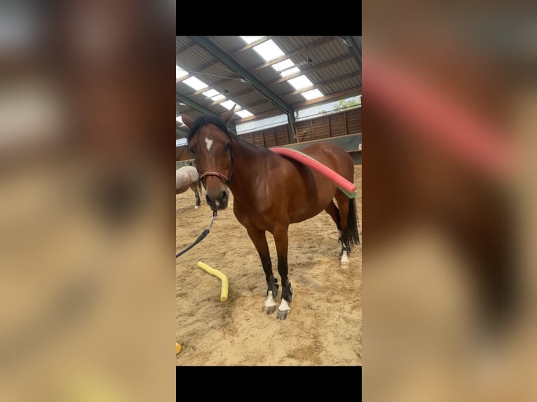 Poney de selle allemand Jument 10 Ans 144 cm Bai in Weimar