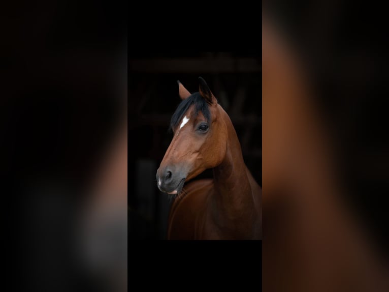 Poney de selle allemand Jument 10 Ans 144 cm Bai in Weimar