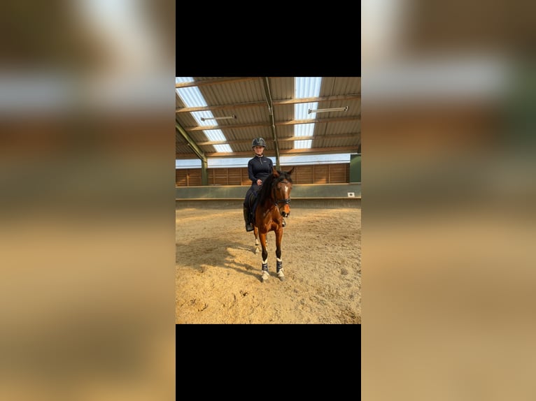 Poney de selle allemand Jument 10 Ans 144 cm Bai in Weimar