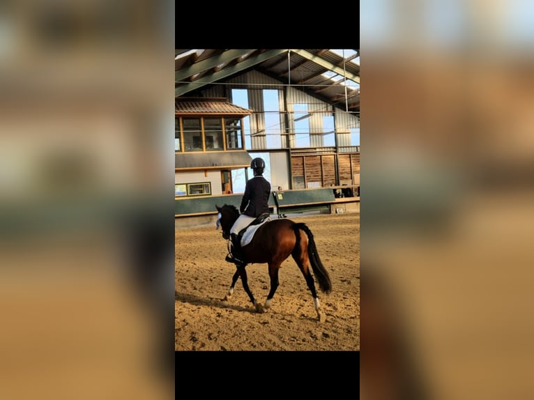 Poney de selle allemand Jument 10 Ans 144 cm Bai in Weimar