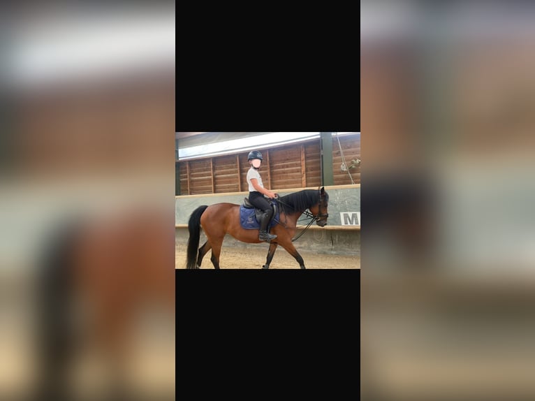 Poney de selle allemand Jument 10 Ans 144 cm Bai in Weimar