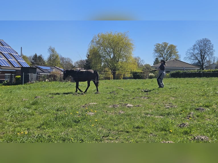 Poney de selle allemand Jument 10 Ans 144 cm Noir in Vogtshagen