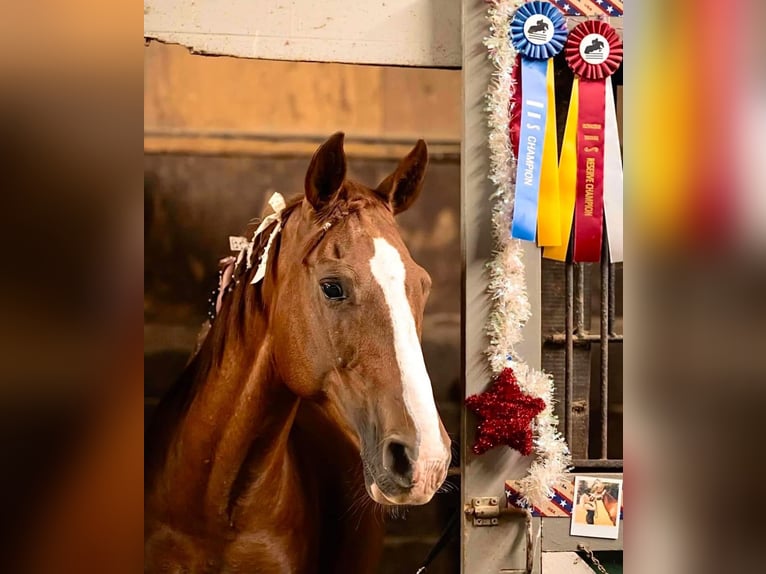 Poney de selle allemand Jument 10 Ans 145 cm Alezan brûlé in Menomonee Falls
