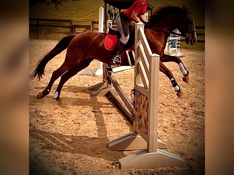 Poney de selle allemand Jument 10 Ans 145 cm Alezan brûlé in Menomonee Falls