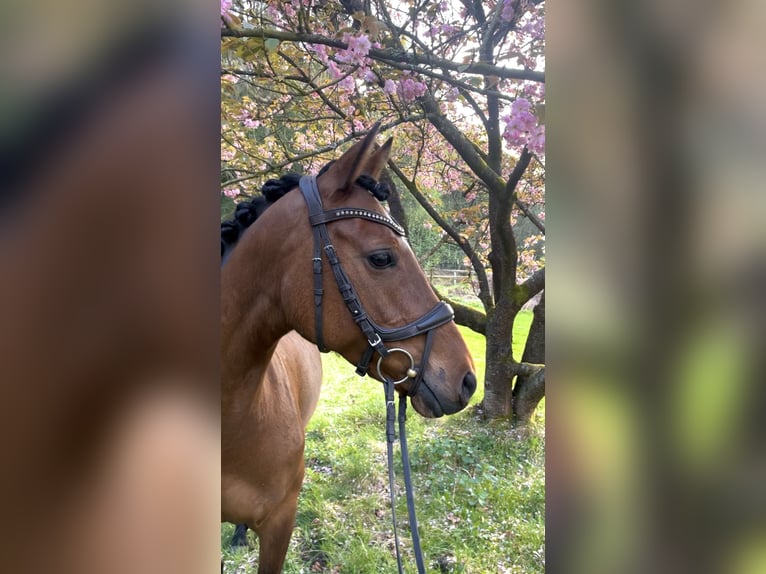 Poney de selle allemand Jument 10 Ans 145 cm Bai in Soltau