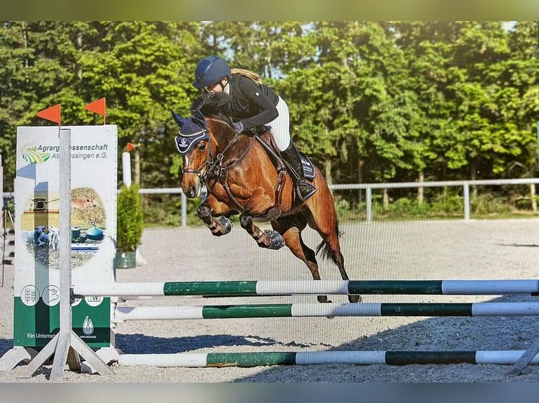 Poney de selle allemand Jument 10 Ans 145 cm Bai in KrajaBleicherode