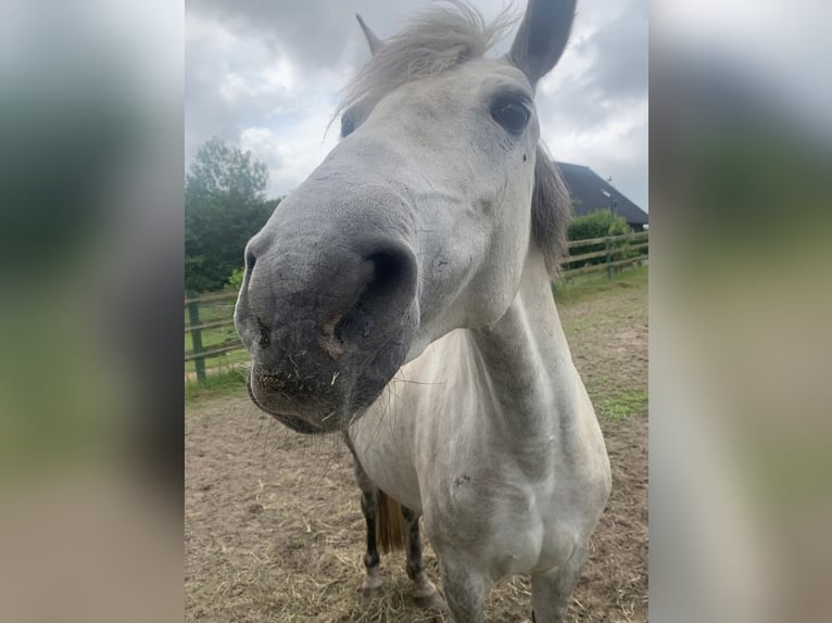 Poney de selle allemand Jument 10 Ans 145 cm Gris in Leer (Ostfriesland)