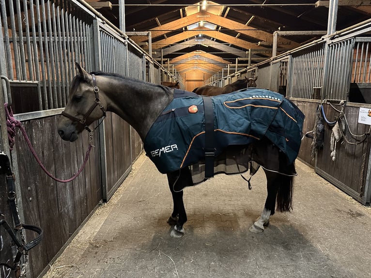 Poney de selle allemand Jument 10 Ans 145 cm Isabelle in Rühen