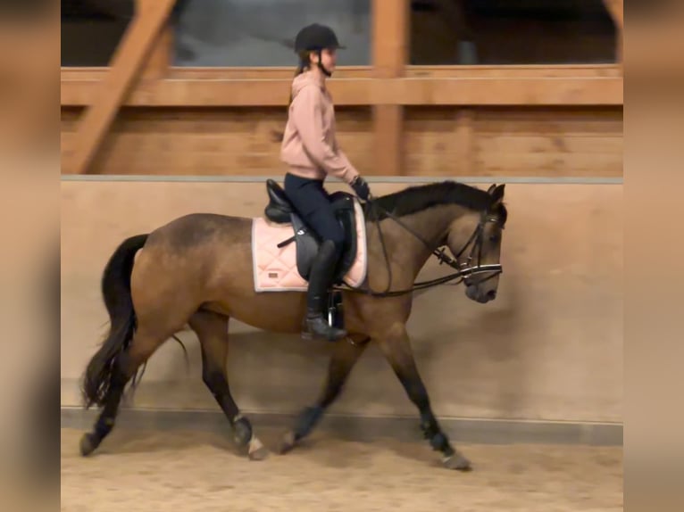 Poney de selle allemand Jument 10 Ans 145 cm Isabelle in Rühen