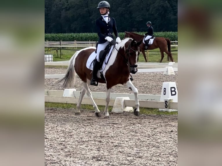 Poney de selle allemand Jument 10 Ans 145 cm Pinto in Oirschot