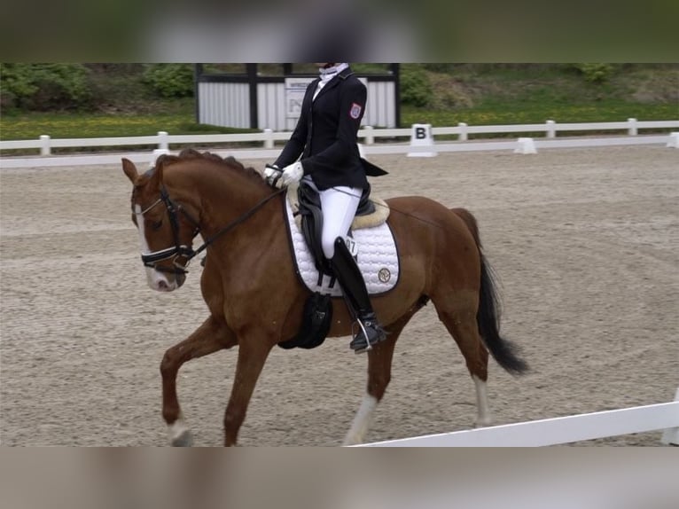 Poney de selle allemand Jument 10 Ans 146 cm Alezan brûlé in Rosenthal