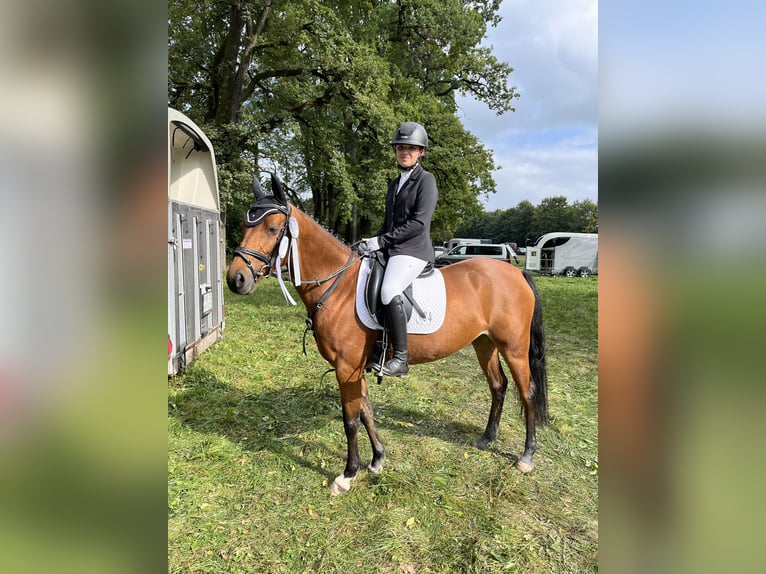 Poney de selle allemand Jument 10 Ans 146 cm Bai in Bayrischzell