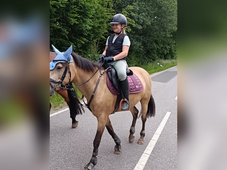 Poney de selle allemand Jument 10 Ans 146 cm Buckskin in Dreetz