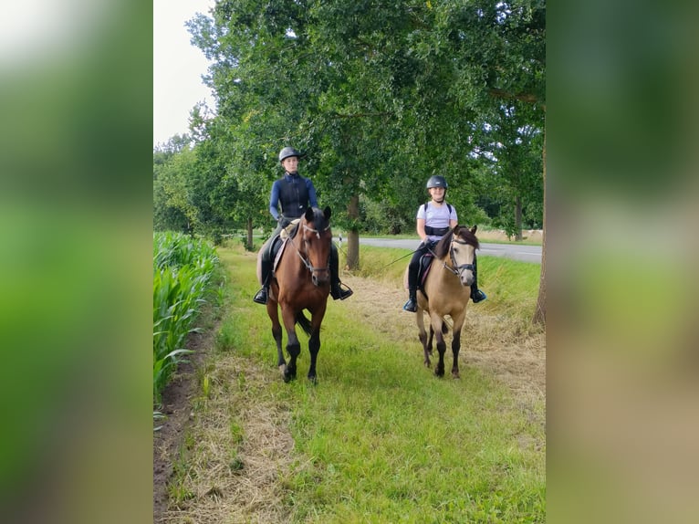 Poney de selle allemand Jument 10 Ans 146 cm Buckskin in Dreetz