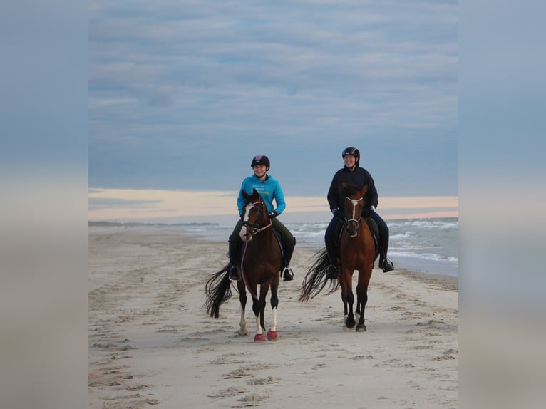 Poney de selle allemand Jument 10 Ans 146 cm in Suderburg