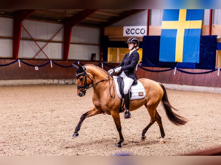 Poney de selle allemand Jument 10 Ans 146 cm Isabelle in Ringsted