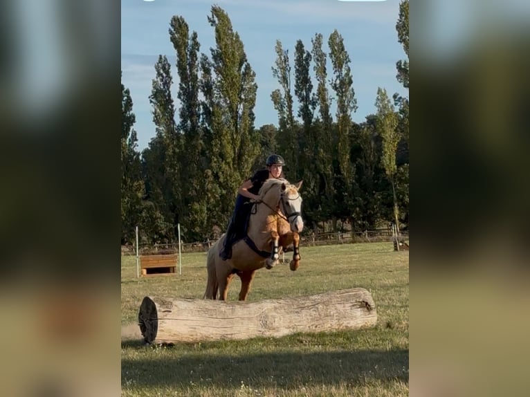 Poney de selle allemand Jument 10 Ans 146 cm Palomino in Kloster Lehnin