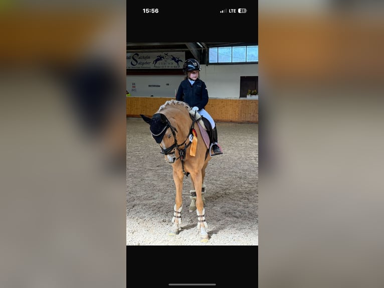 Poney de selle allemand Jument 10 Ans 147 cm Palomino in Neulu&#xDF;heim