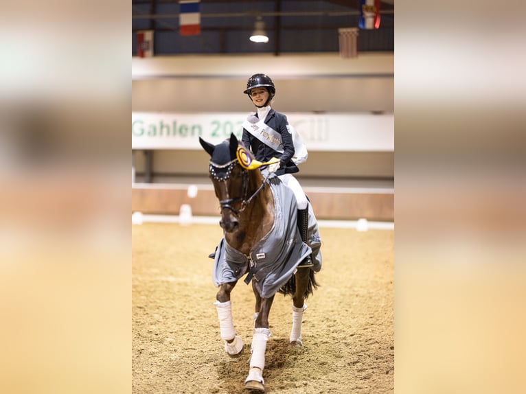 Poney de selle allemand Jument 10 Ans 148 cm Alezan brûlé in M&#xFC;lheim an der Ruhr