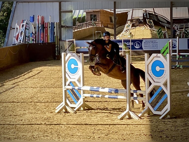 Poney de selle allemand Jument 10 Ans 148 cm Alezan brûlé in M&#xFC;lheim an der Ruhr