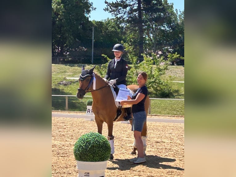 Poney de selle allemand Jument 10 Ans 148 cm Alezan in Willmars