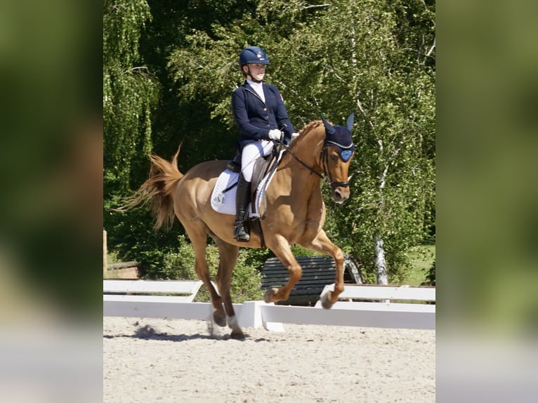 Poney de selle allemand Jument 10 Ans 148 cm Alezan in Willmars