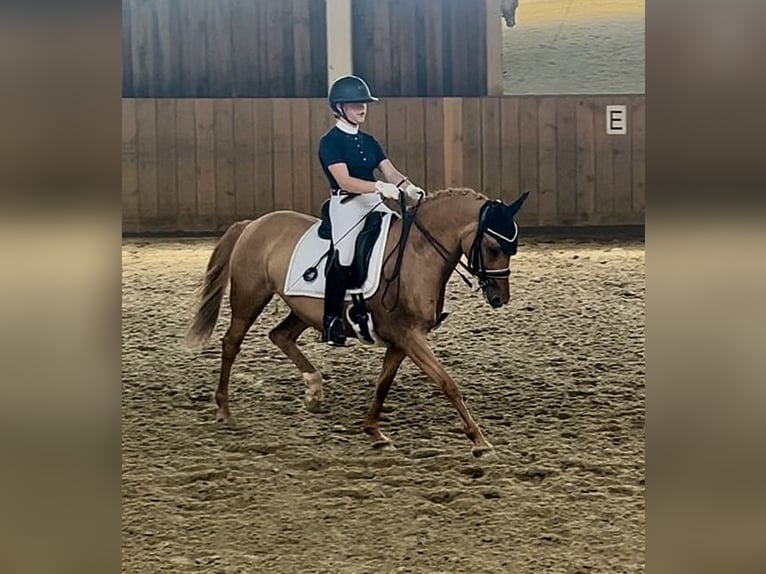 Poney de selle allemand Jument 10 Ans 148 cm Alezan in Willmars