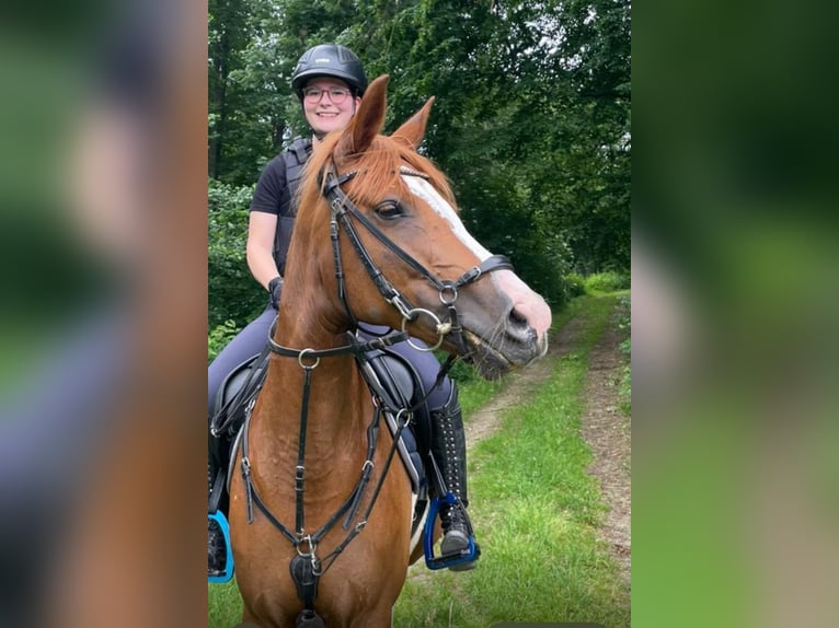 Poney de selle allemand Jument 10 Ans 148 cm Alezan in Hilgermissen
